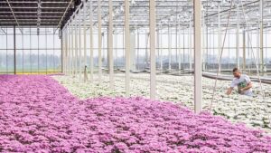 How Shading Screens Can Help Regulate the Greenhouse Environment