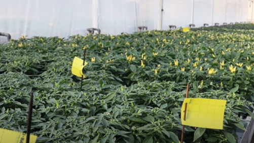 Video of the Week: Using Sticky Cards to Monitor for Greenhouse Pests
