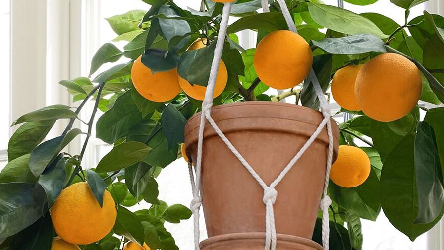 cipo sweet orange HomeGardenandHomestead