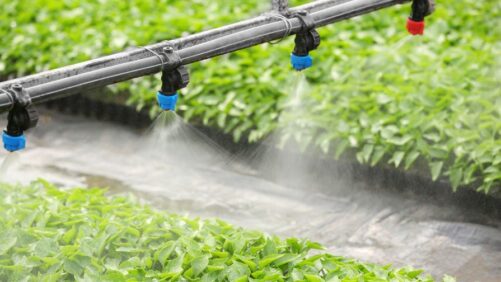 Learning Opportunity: Smart Water Use and Practical Irrigation Strategies