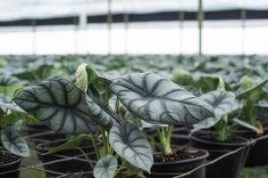 Houseplants Update: Consumers to Keep Indoor Jungles with Lower Price Point