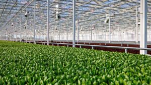 4 Predictions for Controlled Environment Agriculture in 2025