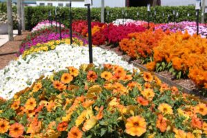 Allan Armitage on the Top Floriculture Industry Trends for 2023