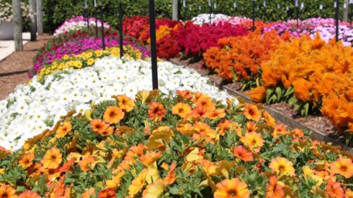 Allan Armitage on the Top Floriculture Industry Trends for 2023
