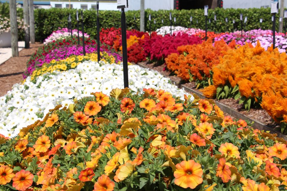 Bright Colors in Annuals pollinators