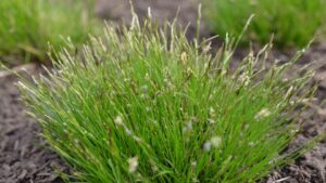 How Carex Can Be a Problem-Solving Perennial for the Home Landscape