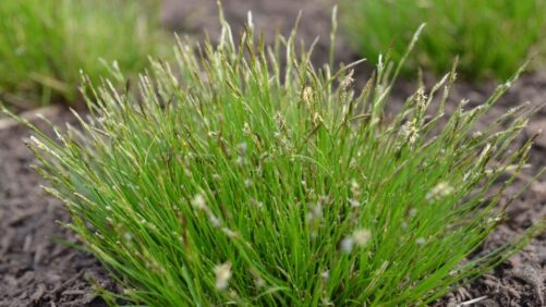How Carex Can Be a Problem-Solving Perennial for the Home Landscape