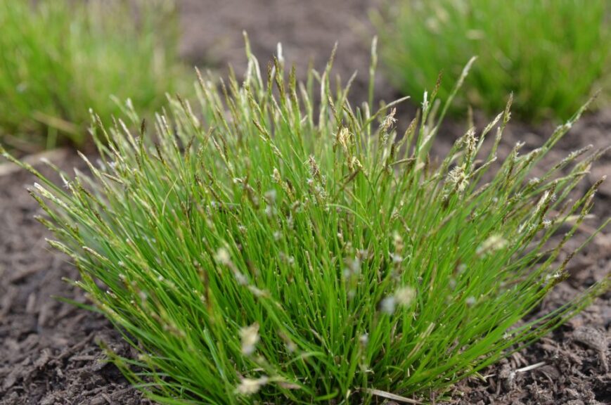 Carex albicans (White-Tinge Sedge)