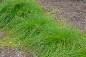 Carex bromoides (Common Brome Sedge)