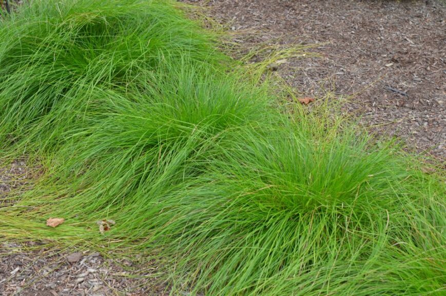 Carex bromoides (Common Brome Sedge)