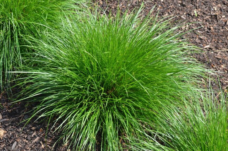 Carex jamesii (James’ Sedge)