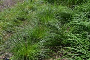 Carex stricta (Upright Sedge)