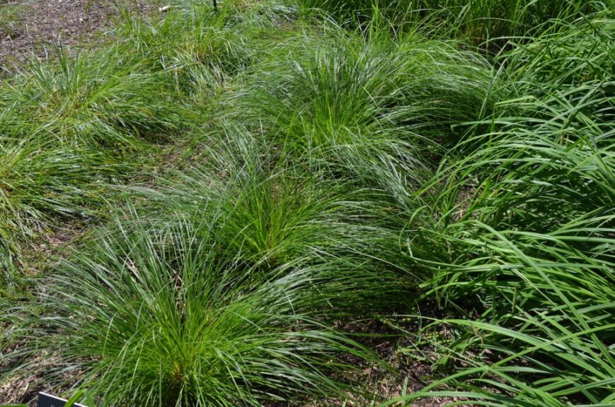 Carex stricta (Upright Sedge)