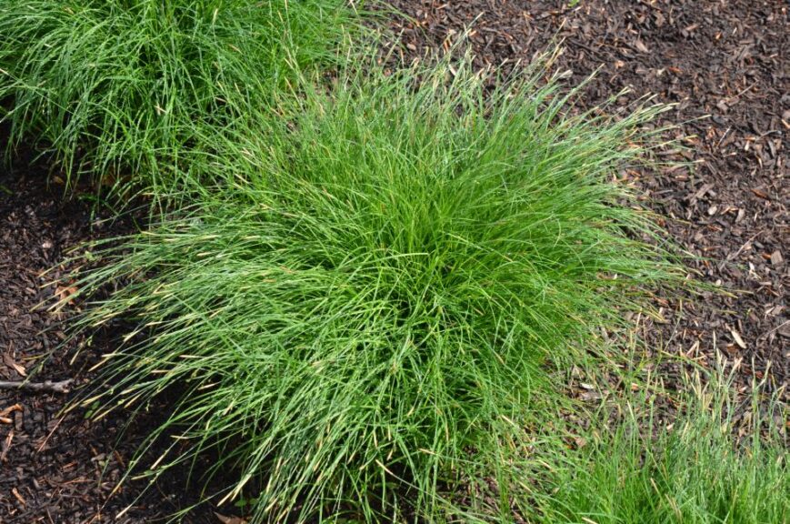 Carex woodii (Wood’s Sedge)