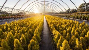 Petitti Family of Farms Makes Its Debut at MANTS
