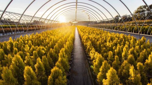 Petitti Family of Farms Makes Its Debut at MANTS