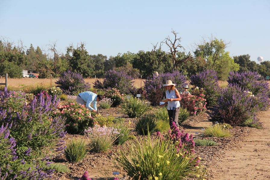 Climate Ready Plants trials