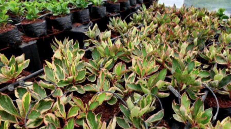 Danziger Floresta