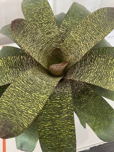 fog plant pot Campania Harlequin Planter, Set of 5 - 1005-22605 main image 0