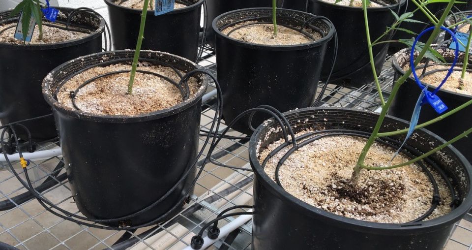 Dramm pressure compensated drip rings greenhouse irrigation