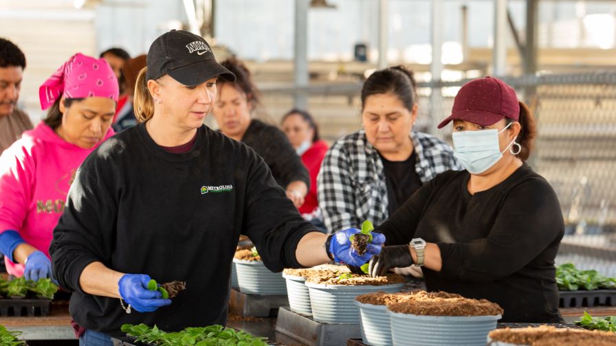 Employees Working Production Line at Metrolina Greenhouses worker retention