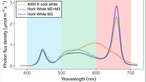 A Closer Look at the Effect of White LEDs on Plant Performance