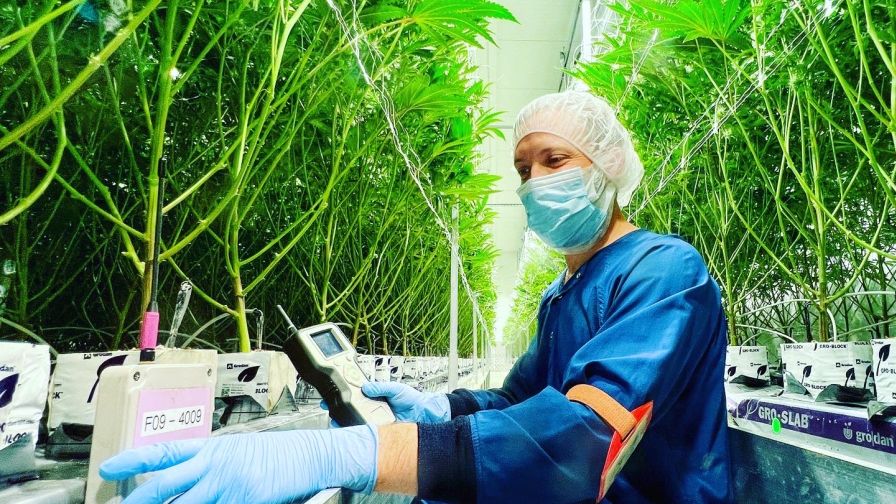 Grodan Cannabis Crop Steering