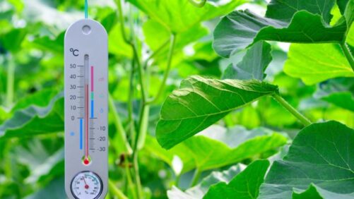 How Temperature Control Affects the Quality of Greenhouse Plants