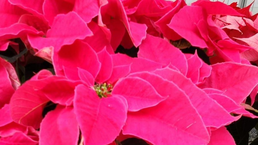 Princettia at Mitchells Nursery