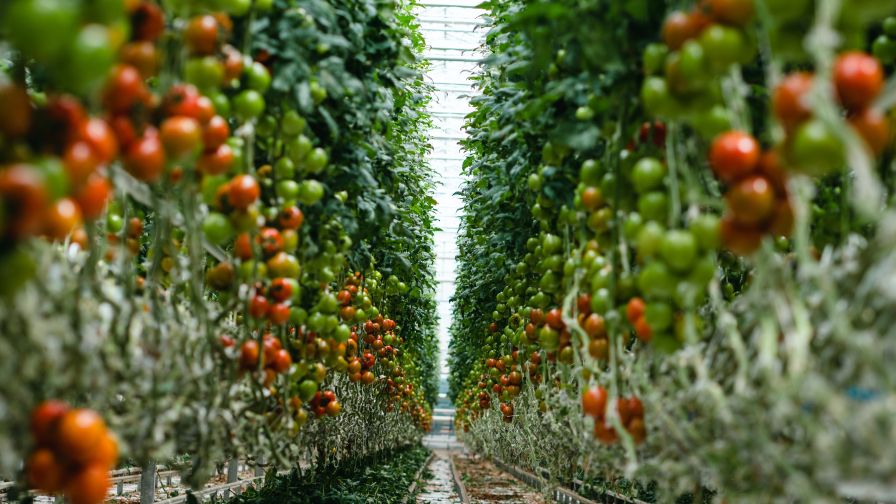 Prospiant Tomatoes