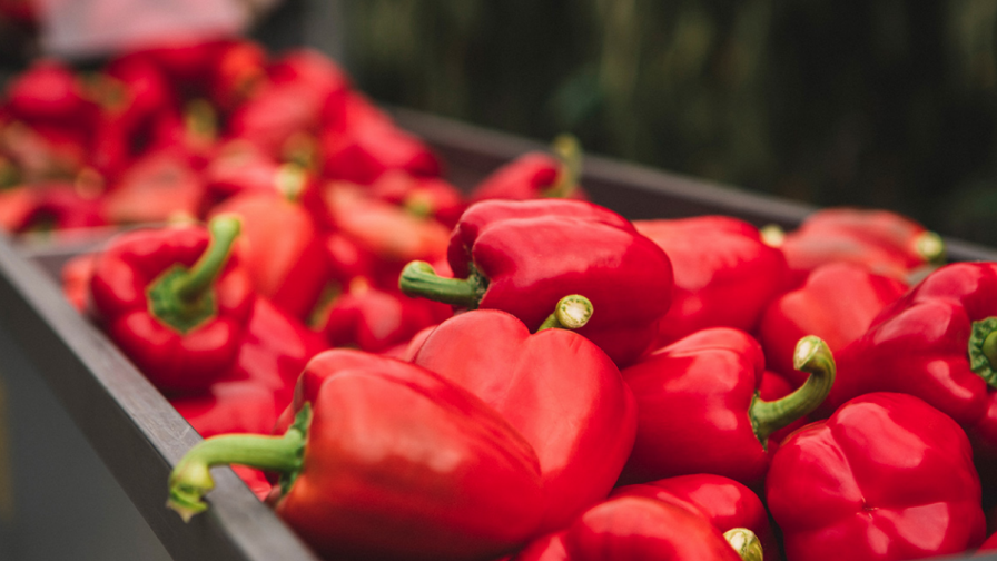 Pure Flavor Bell Peppers DeTemporada Farms