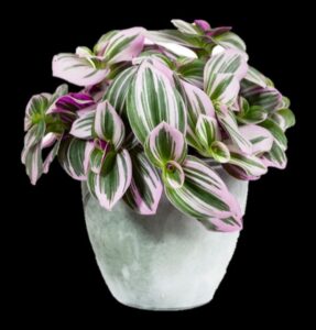 Purple tradescantia Dummen Orange