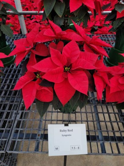 Ruby Red (Syngenta Flowers)