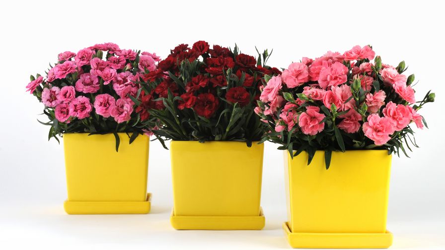 SelectaOne Dianthus Oscar series