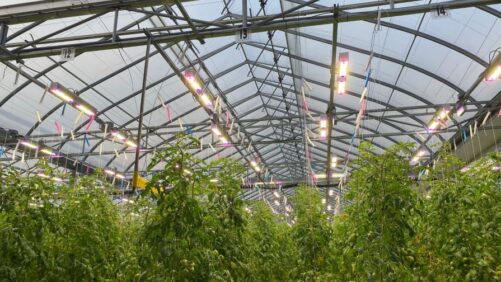 Whitepaper Outlines How LED Dynamic Lighting Contributes to Pest Management