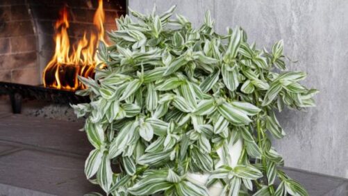 National Garden Bureau Kicks Off 2023 With Green Thumb Winners
