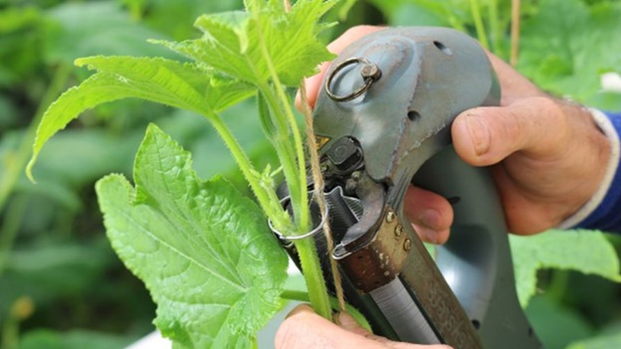 Agrifast Tomsystem