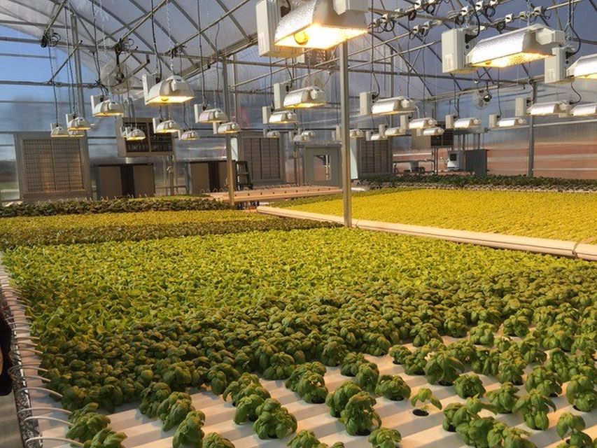 AmHydro Sweet Basil hydronic heating