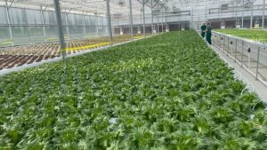 Inexpensive (and Smart) Ways to Add Greenhouse Technology