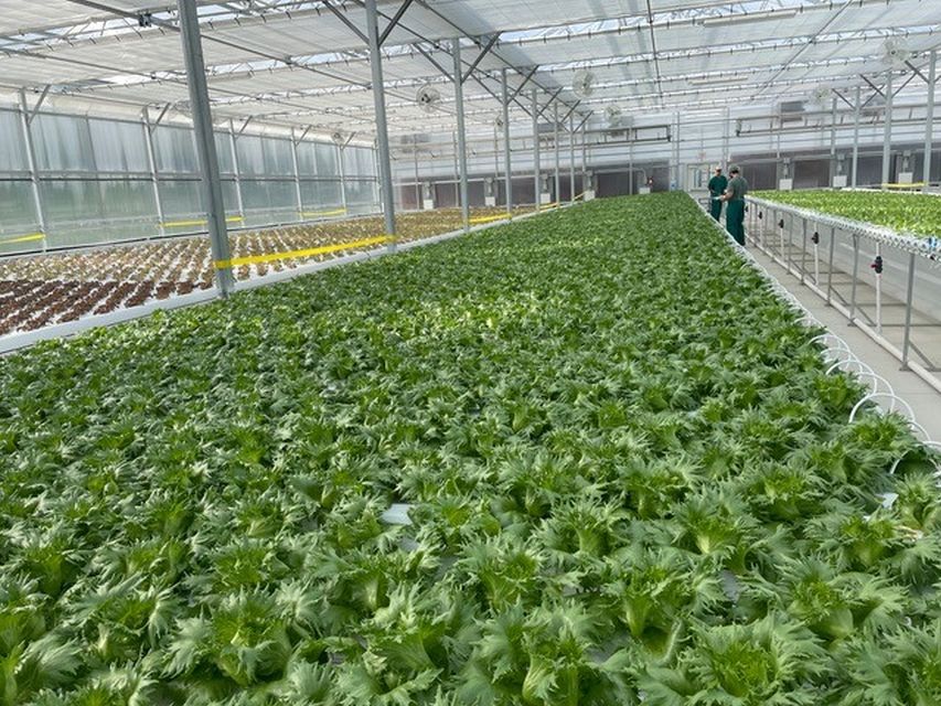 AmHydro thermal curtain system