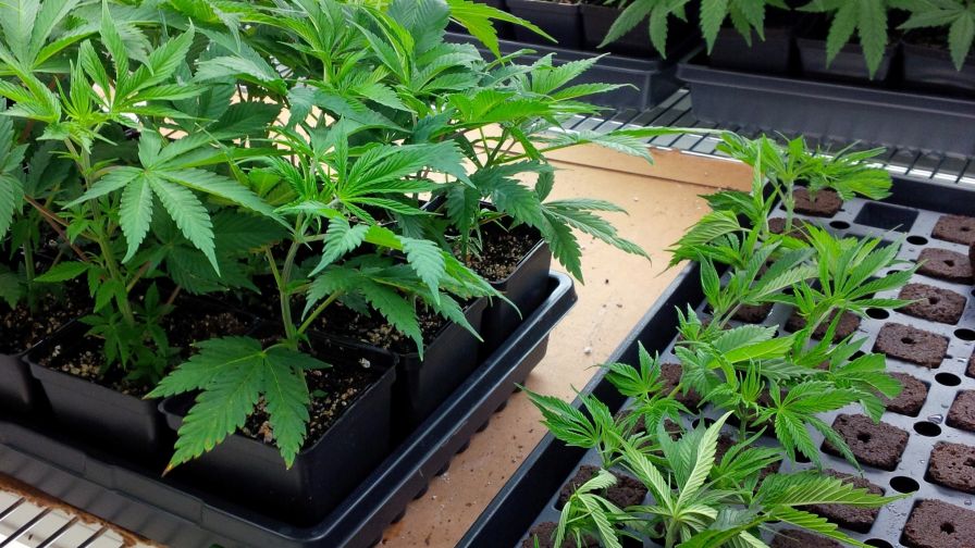Cannabis clones