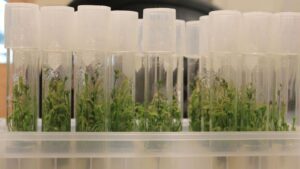 AmericanHort Gets a Big Win on Tissue Culture Imports