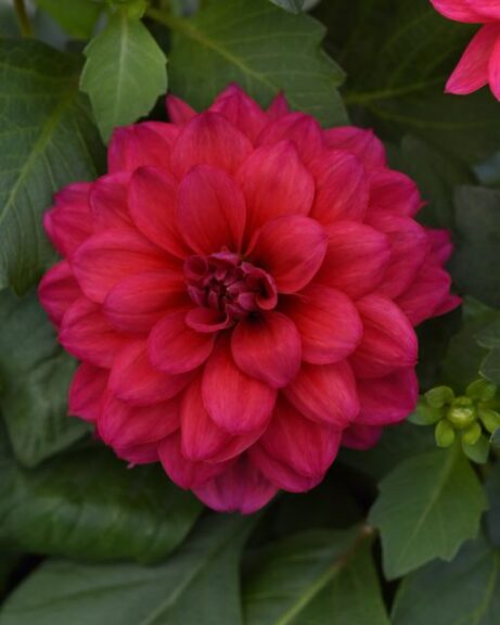 Dahlia 'Dalaya Raspberry' (Selecta One)