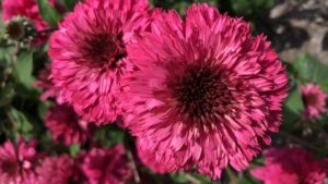 Scholarships Available for Students to Attend Perennial Plant Symposium