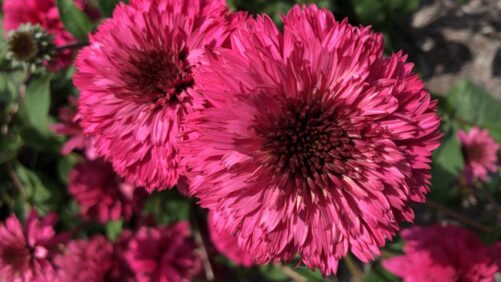 Scholarships Available for Students to Attend Perennial Plant Symposium