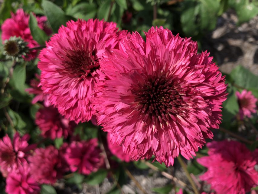Echinacea Lovely Lolly (Must Have Perennials) PPA Foundation Scholarship