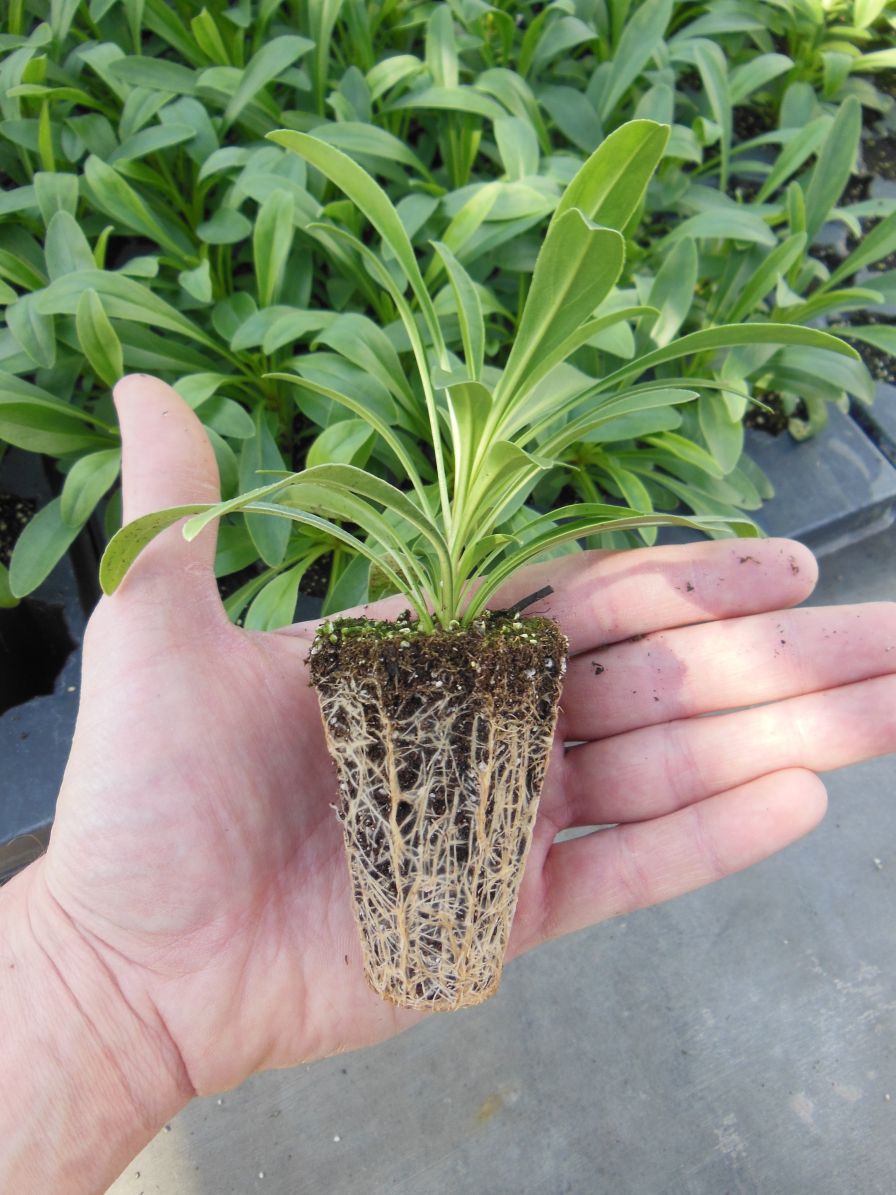 High Quality herbaceous perennial cutting