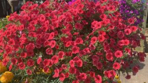 Allan Armitage’s Top Annuals Recommendations for 2023