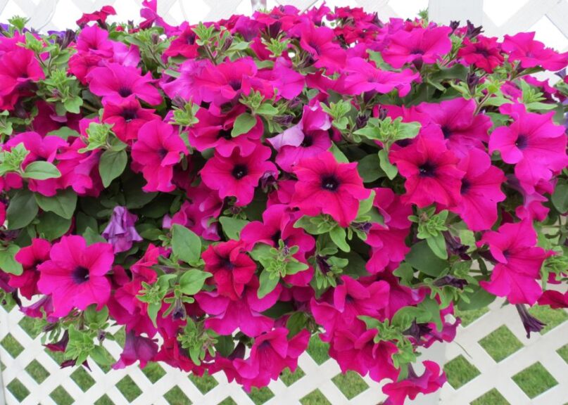 Petunia 'Surfinia Magenta' (Suntory Flowers)