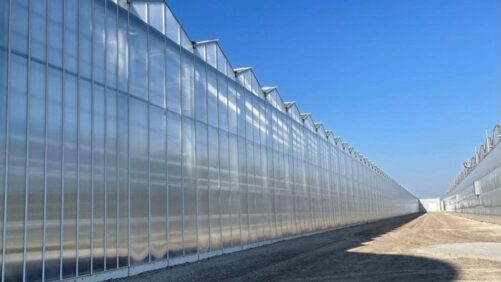 Looking to Upgrade Your Greenhouse Structure Coverings? Consider These Four Factors